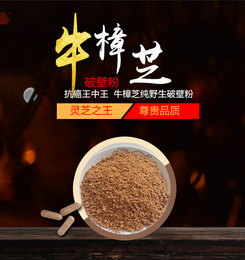野生牛樟芝