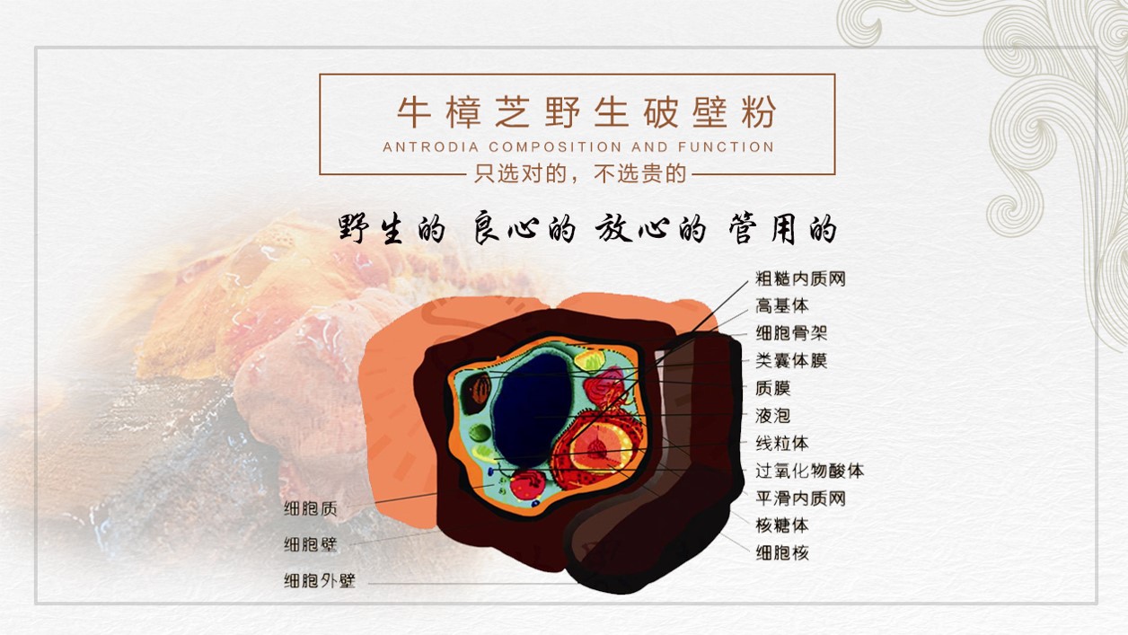 台湾牛樟菇野生